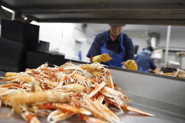 Seafood Processing Capital Investment Scheme photo
