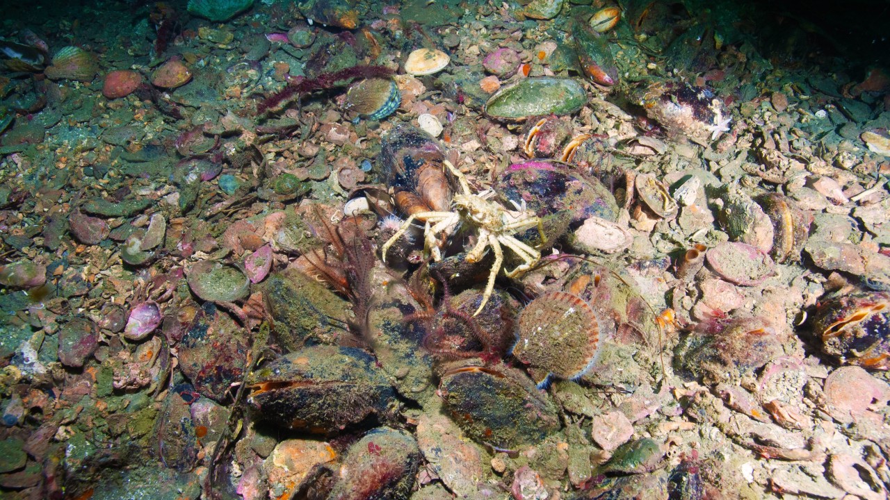 Horse mussel (Modiolus modiolus) reefs are one of the habitats targeted in the project. 