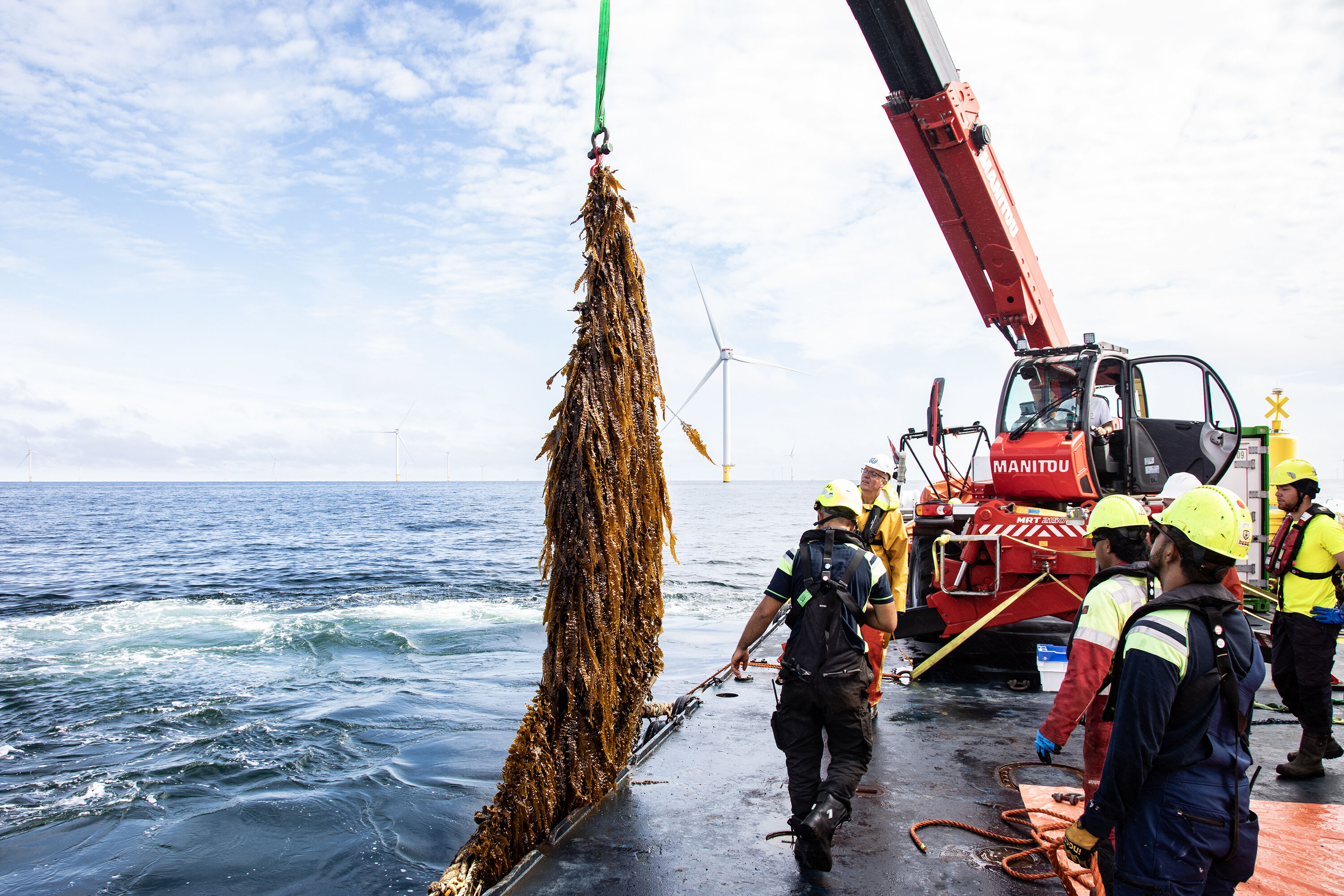 Amazon North Sea Seaweed harvest