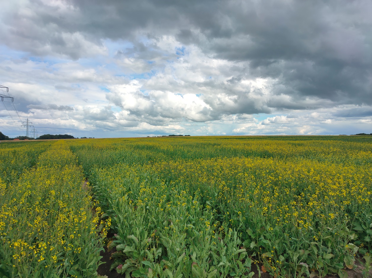 field trial at DSV